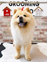 By Tarçın Style Pet Kuaför fotoğraf