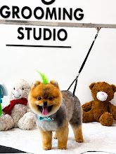 By Tarçın Style Pet Kuaför fotoğraf