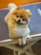 Pawz Up Grooming&Shop fotoğraf