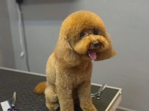 Pet Kuaför ÇAĞATAY GÜVEN fotoğraf